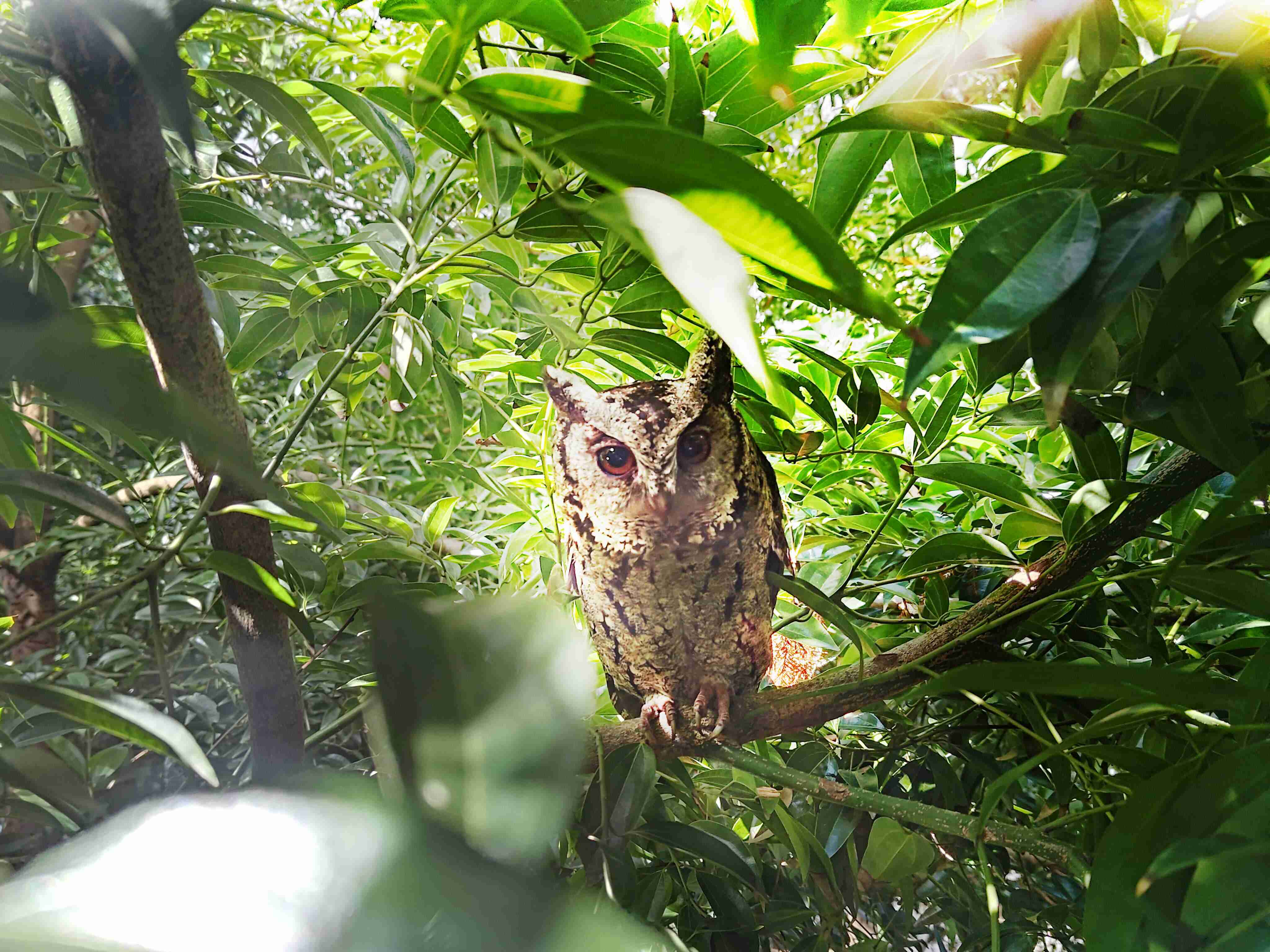 尊龙z6致力提倡净零绿生活，，，16年以来在全球各厂区植树逾百万棵，，，造就各厂区树木蔚然成林，，，犹如森林工厂，，成为许多生物的栖息地